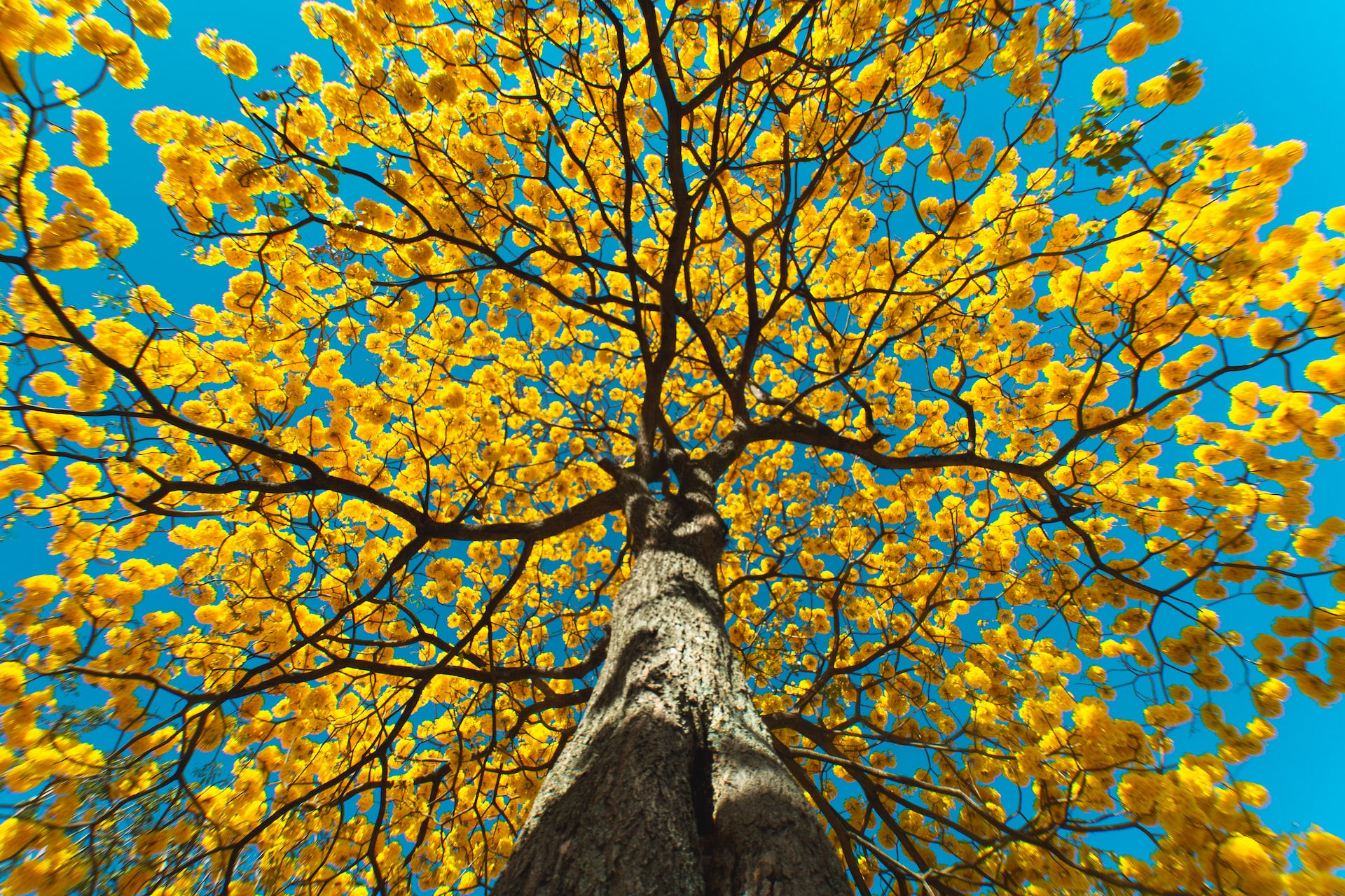low angle photography of brown tree
